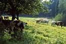 Passauer Land Bauernhof mit Kühen 