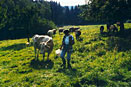 Urlaubs Bauernhöfe im Bayerischen Wald